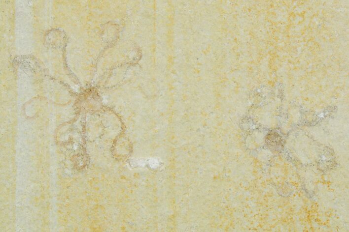 Two Floating Crinoid (Saccocoma) Fossils - Solnhofen Limestone #353560